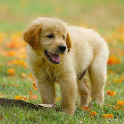 Comprar Golden Retriever en Cáceres